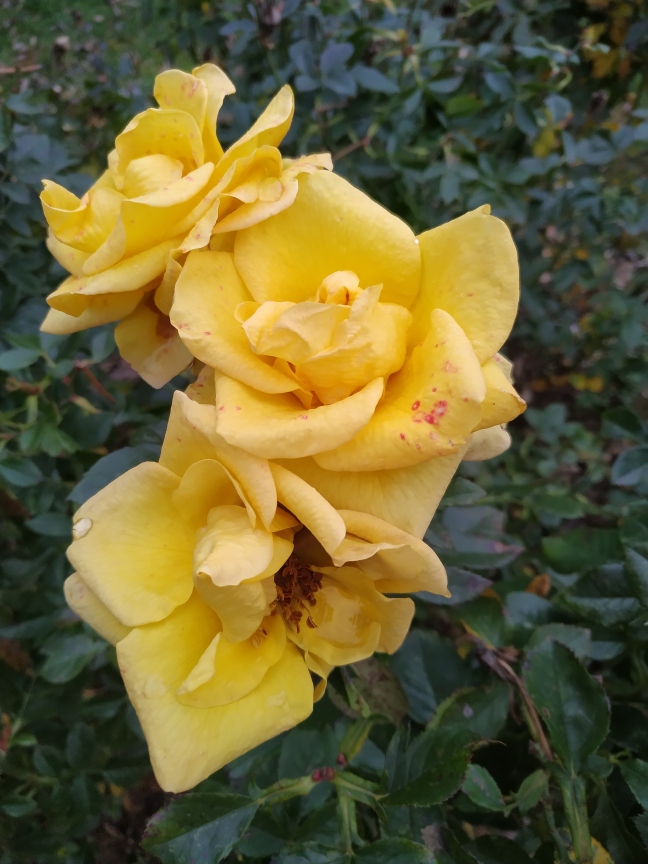 rose jaune1.jpg